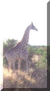 giraffe.jpg (19025 bytes)